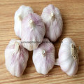 New Crop Fresh Garlic Pure White and Normal White